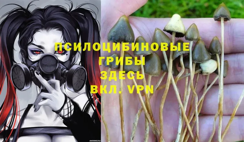 Галлюциногенные грибы Magic Shrooms  кракен рабочий сайт  Новокузнецк 